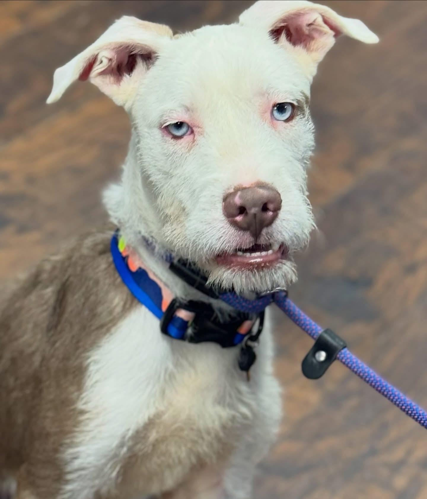 S’Mores- ADOPT Me!!, ADOPTABLE, Young Male Pit Bull Terrier & Terrier.