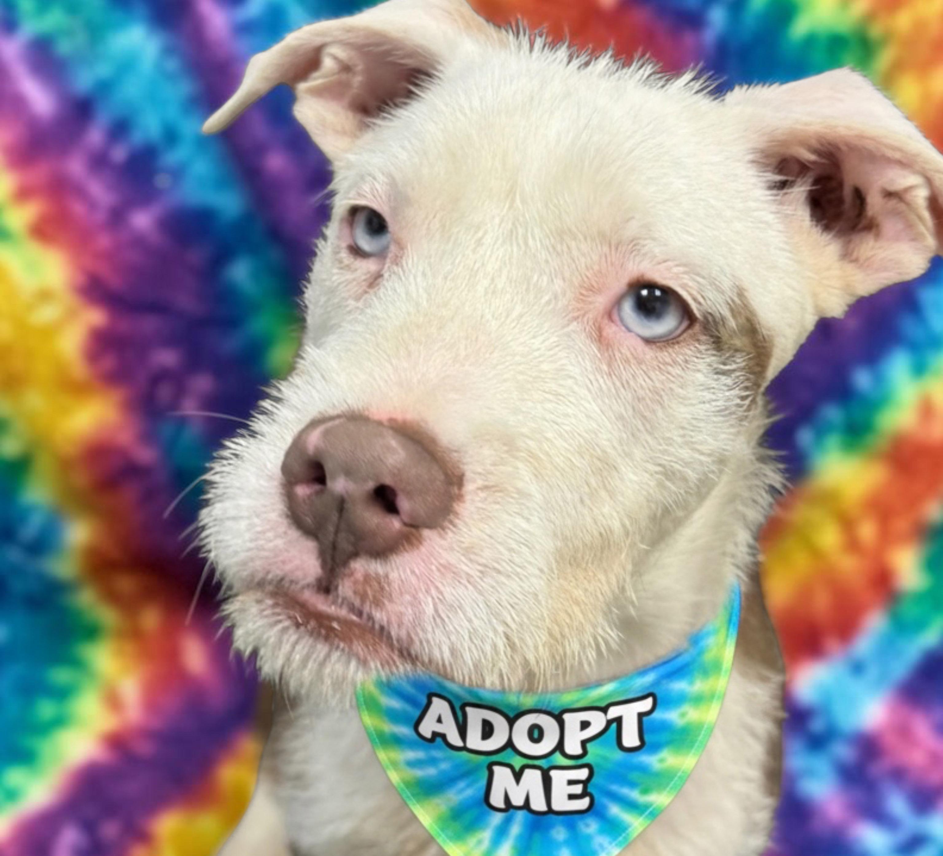 Enlarge S’Mores- ADOPT Me!!, a ADOPTABLE mixed breed in Redondo Beach, CA image 4/5