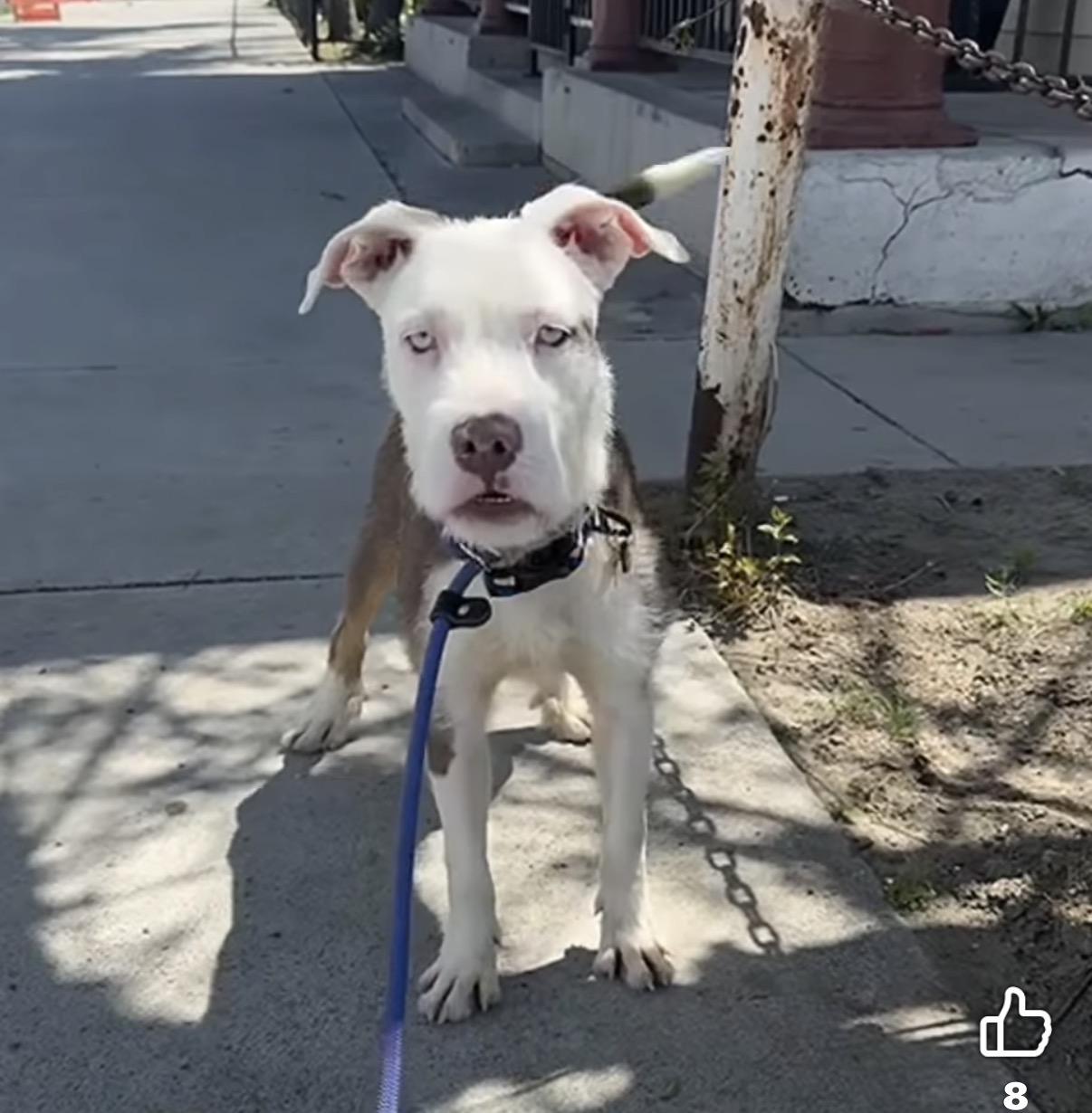 Enlarge S’Mores- ADOPT Me!!, a ADOPTABLE mixed breed in Redondo Beach, CA image 2/5