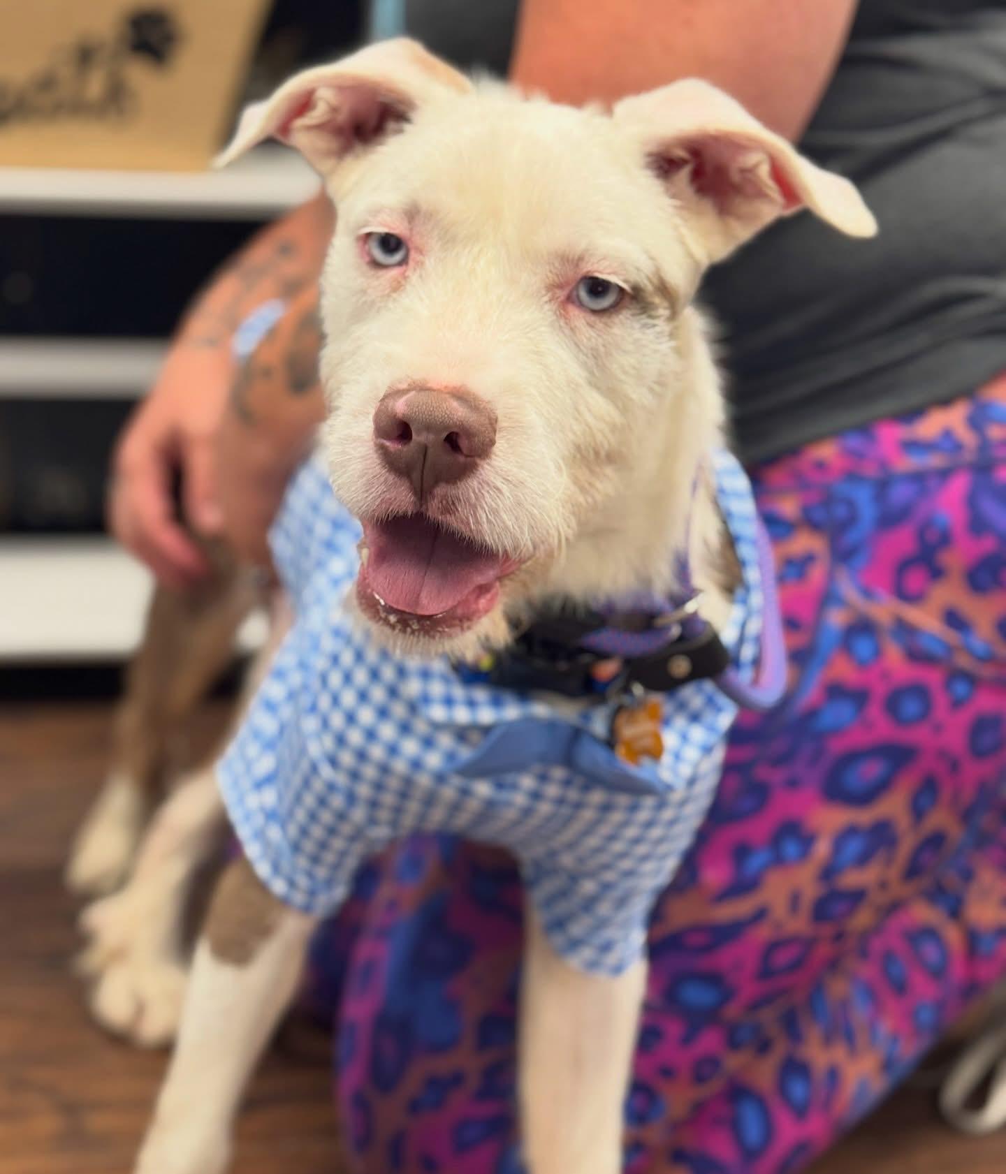 Enlarge S’Mores- ADOPT Me!!, a ADOPTABLE mixed breed in Redondo Beach, CA image 5/5