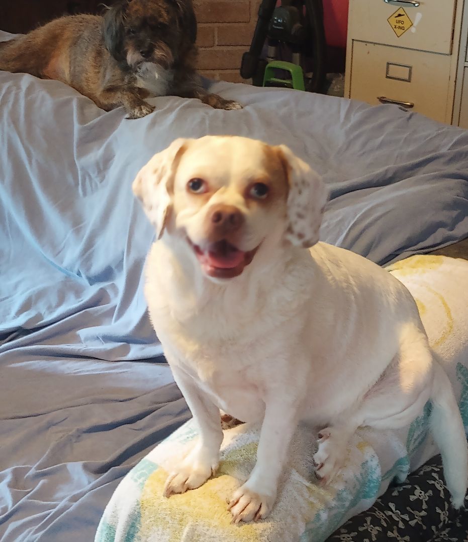 Enlarge Frankie -the Loving Sweet Puggle!, an adopted mixed breed in Hagerstown, MD image 6/6