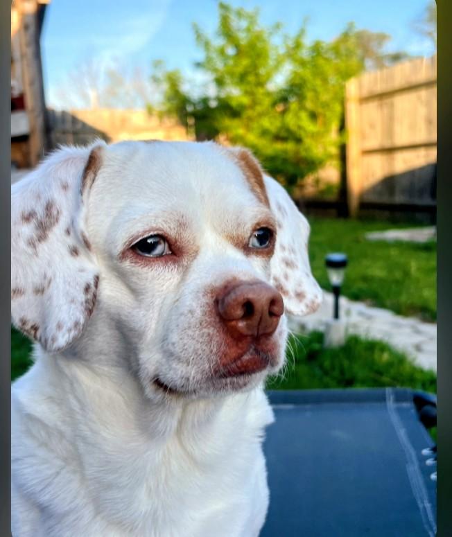 Enlarge Frankie -the Loving Sweet Puggle!, an adopted mixed breed in Hagerstown, MD image 1/6