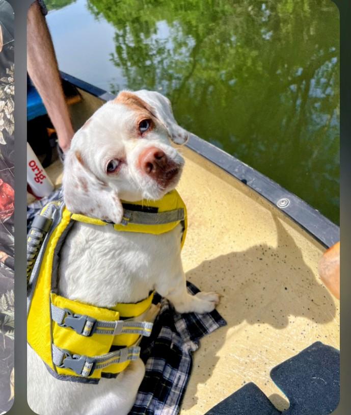 Enlarge Frankie -the Loving Sweet Puggle!, an adopted mixed breed in Hagerstown, MD image 2/6