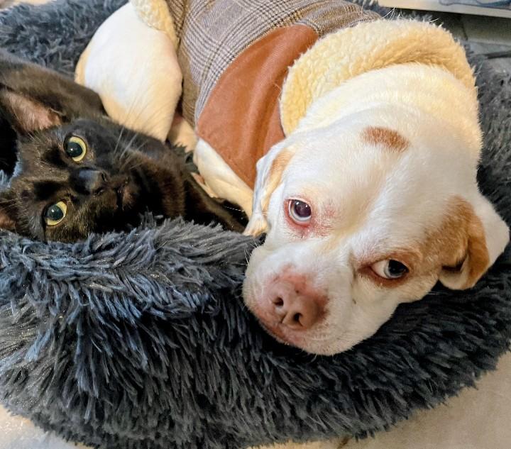 Enlarge Frankie -the Loving Sweet Puggle!, an adopted mixed breed in Hagerstown, MD image 3/6