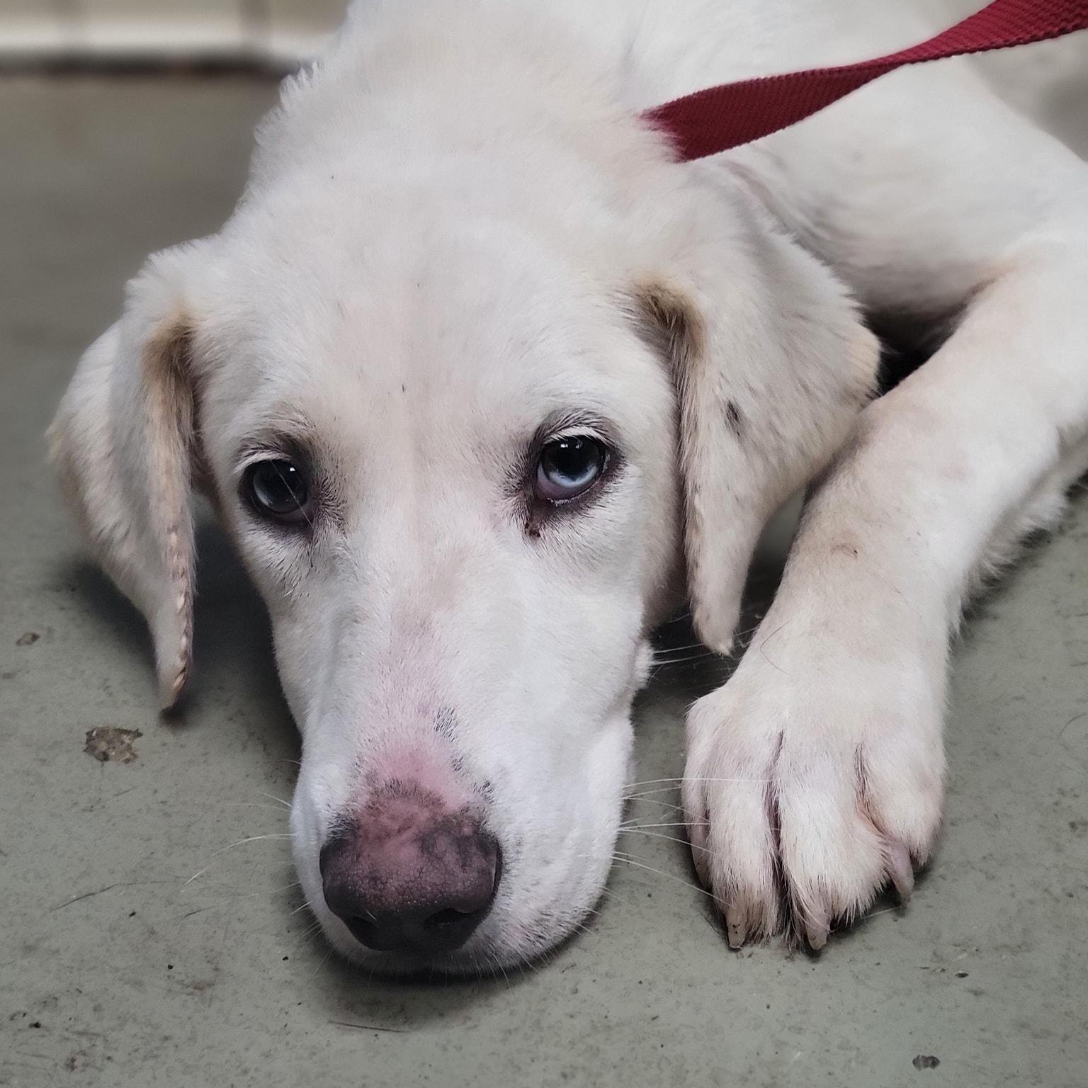 Dakota, Young Female Yellow Labrador Retriever