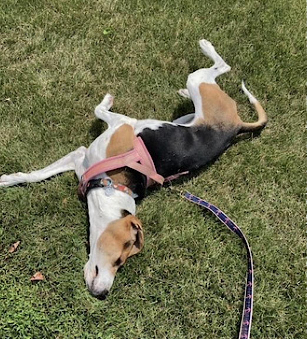 Geneva — thumbnail 5