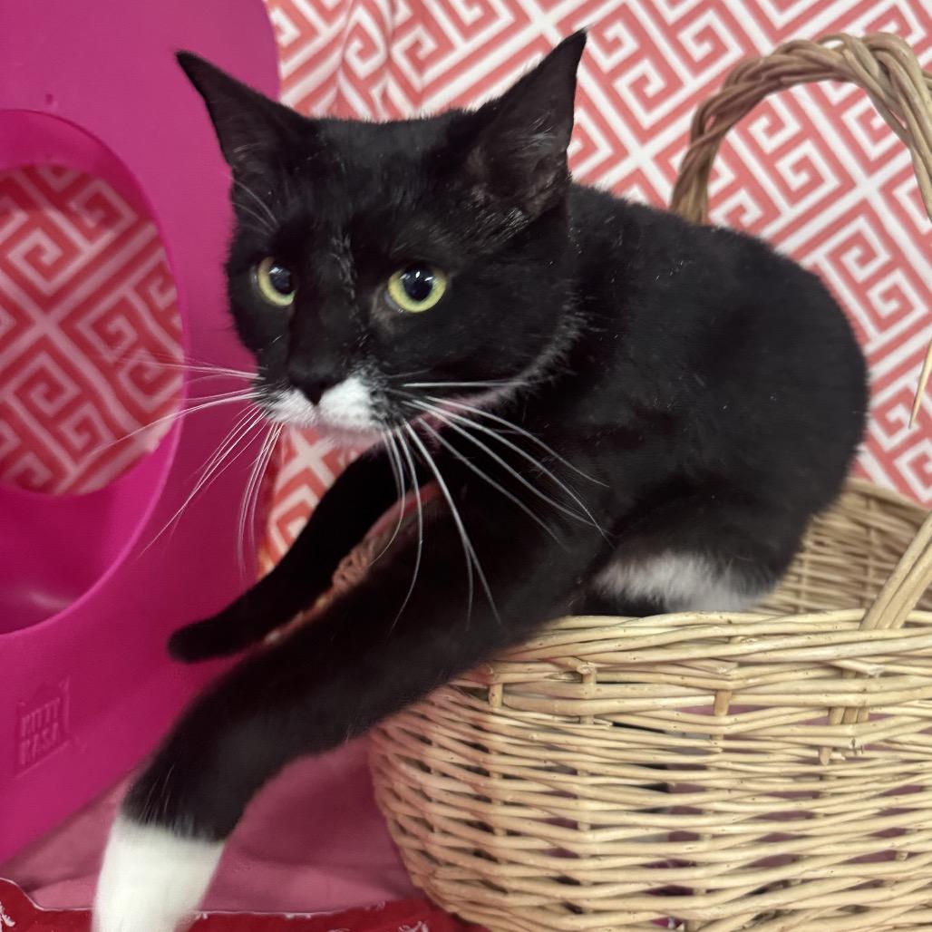 Star Phoenix 55808, Adoptable, Adult Female Domestic Short Hair & Domestic Short Hair.