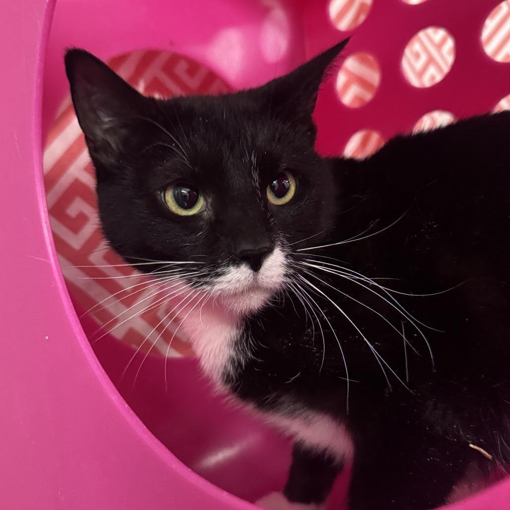 Enlarge Star Phoenix 55808, a Adoptable mixed breed in Lansing, MI image 2/5