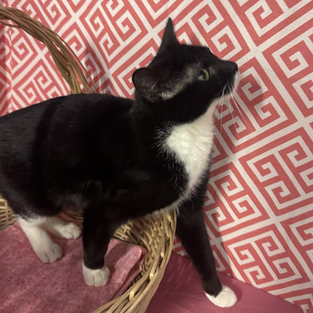 Enlarge Star Phoenix 55808, a Adoptable mixed breed in Lansing, MI image 3/5