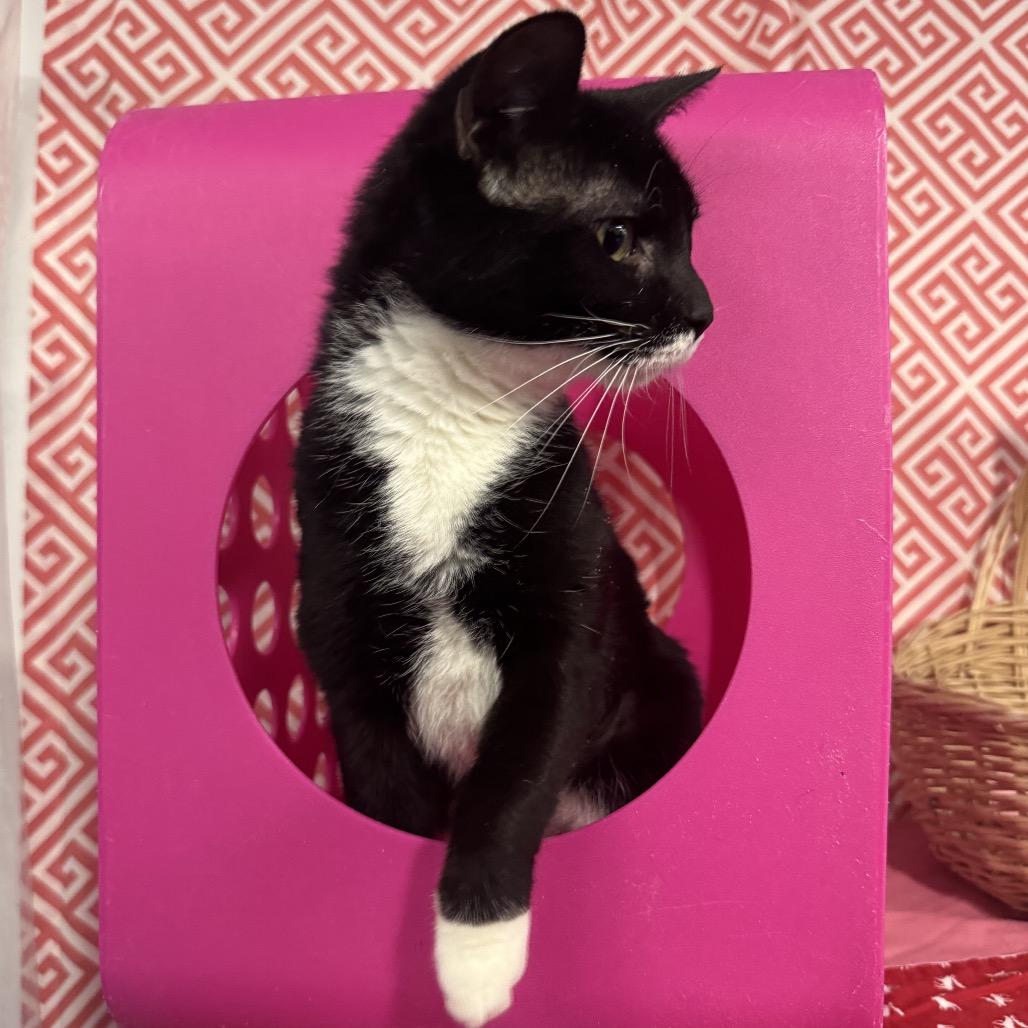 Enlarge Star Phoenix 55808, a Adoptable mixed breed in Lansing, MI image 4/5