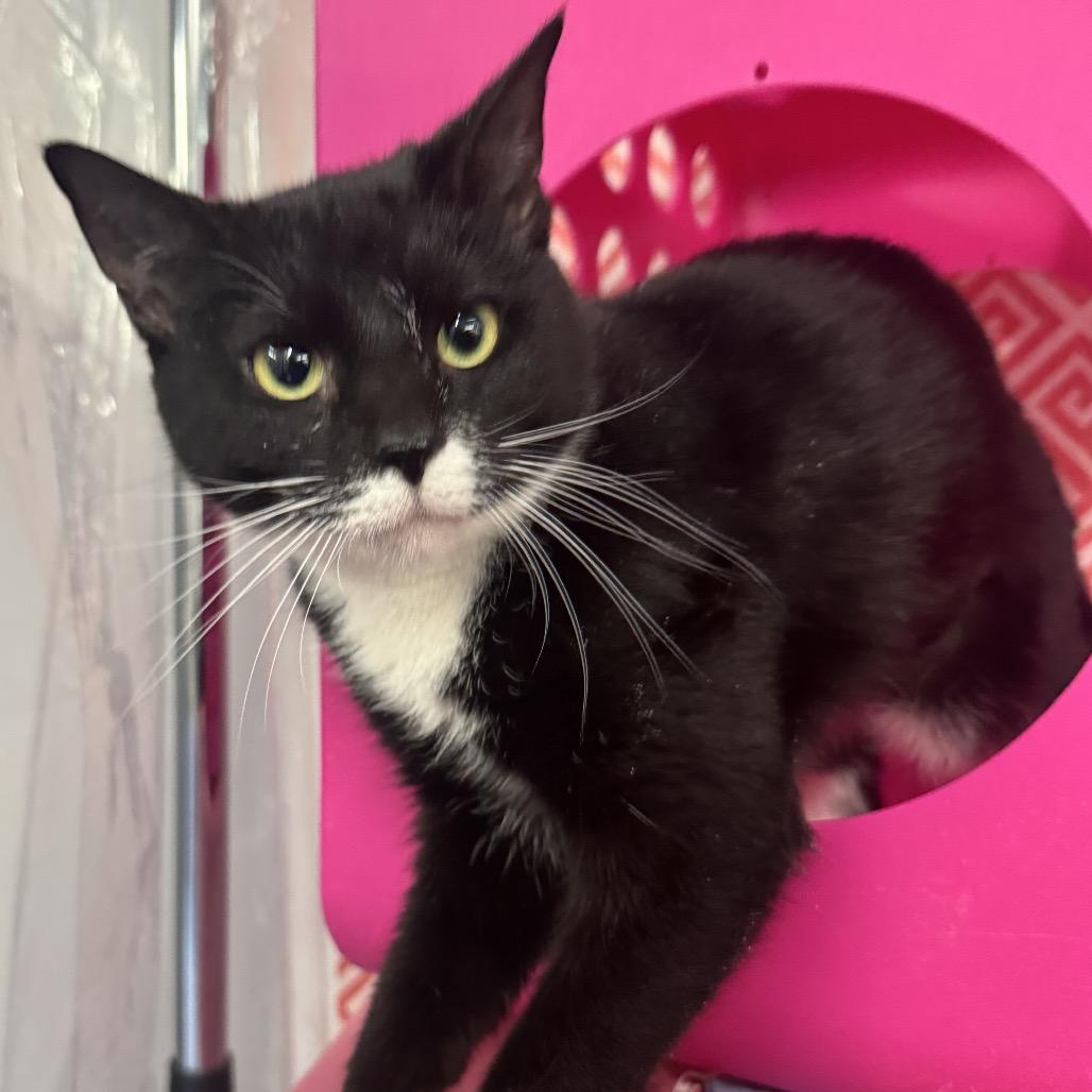 Enlarge Star Phoenix 55808, a Adoptable mixed breed in Lansing, MI image 5/5