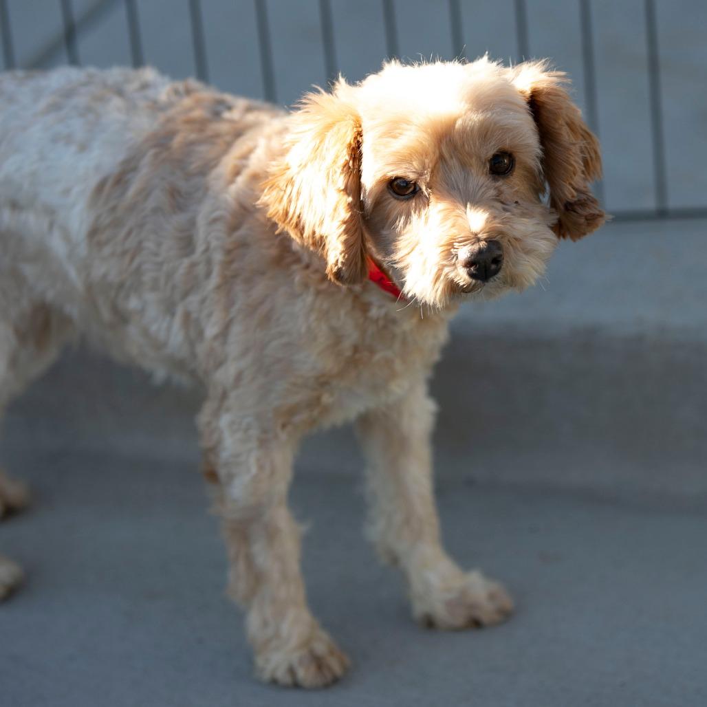 Howard (JN25-366), Adoptable, Adult Male Schnauzer.