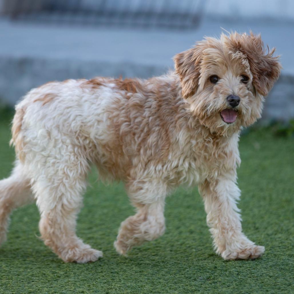 Howard (JN25-366), Adoptable, Adult Male Schnauzer.
