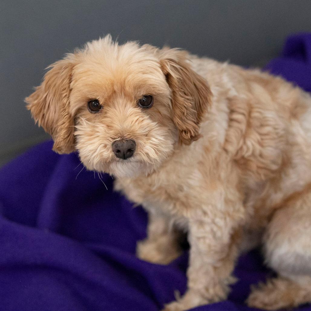 Enlarge Howard (JN25-366), a Adoptable Schnauzer in Peyton, CO image 2/6