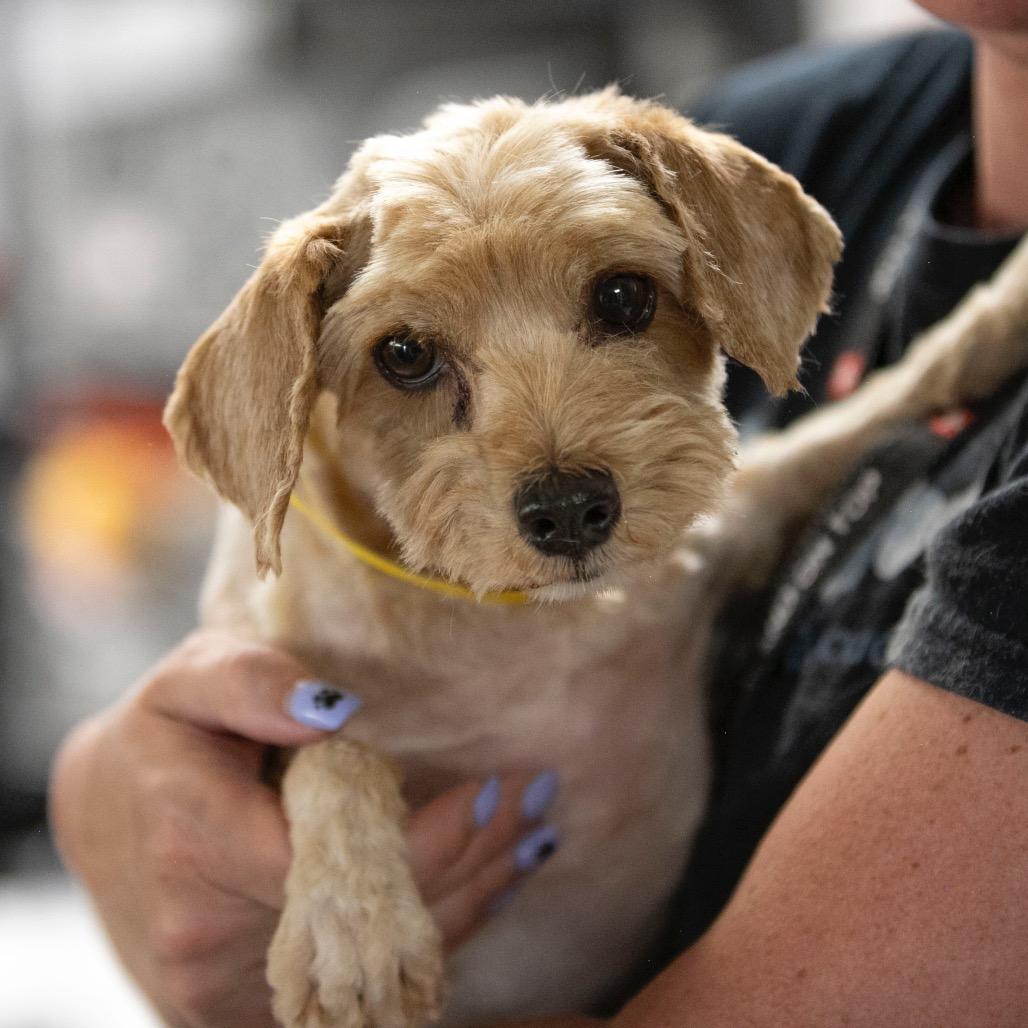 Howard (JN25-366), a Adoptable Schnauzer in Peyton, CO image 3/6