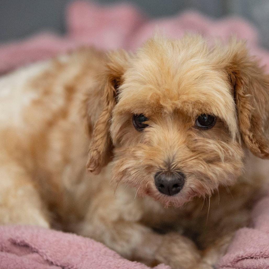 Howard (JN25-366), a Adoptable Schnauzer in Peyton, CO image 5/6