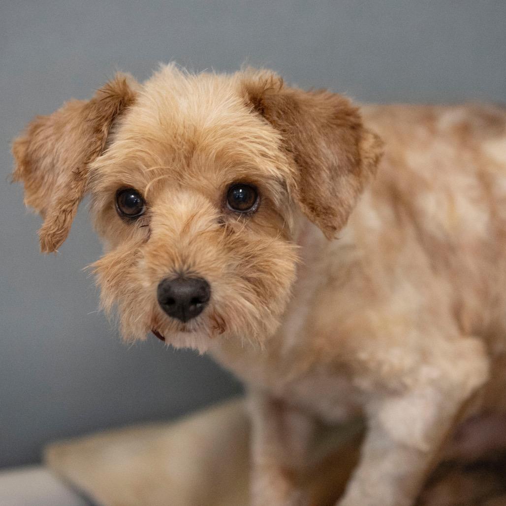 Howard (JN25-366), a Adoptable Schnauzer in Peyton, CO image 6/6