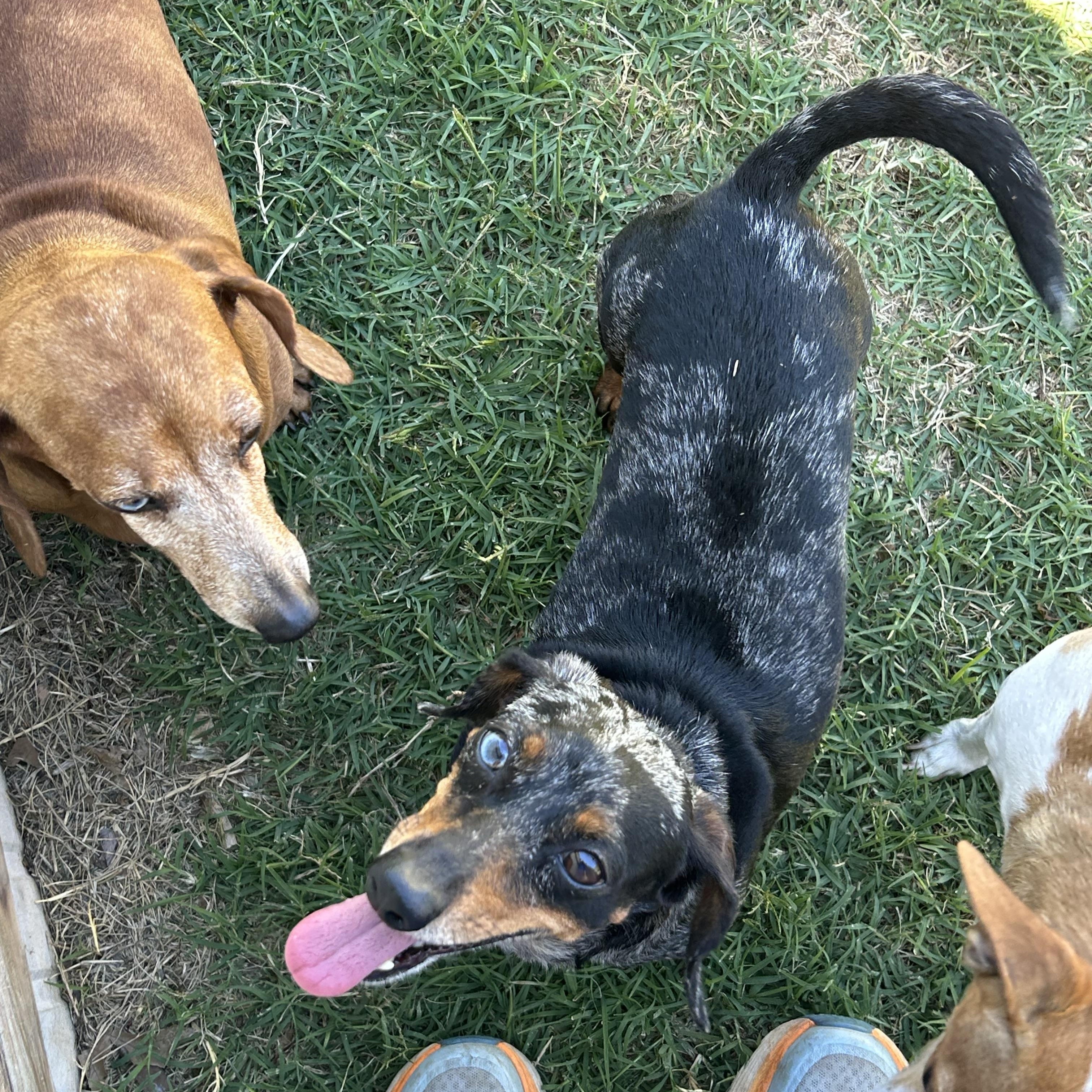 Sparkles, a ADOPTABLE Miniature Dachshund in Chickasha, OK image 4/4