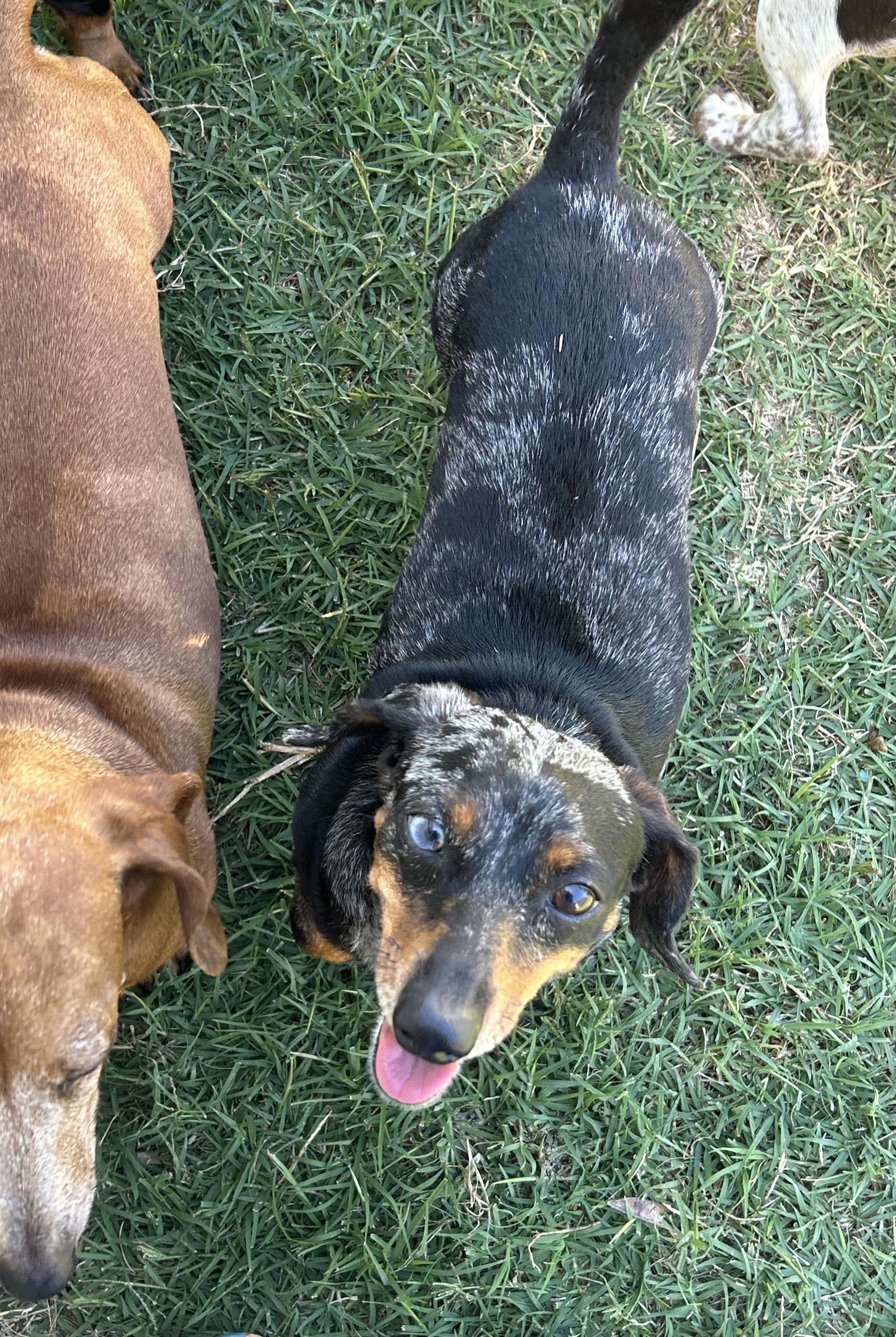 Sparkles, a ADOPTABLE Miniature Dachshund in Chickasha, OK image 3/4