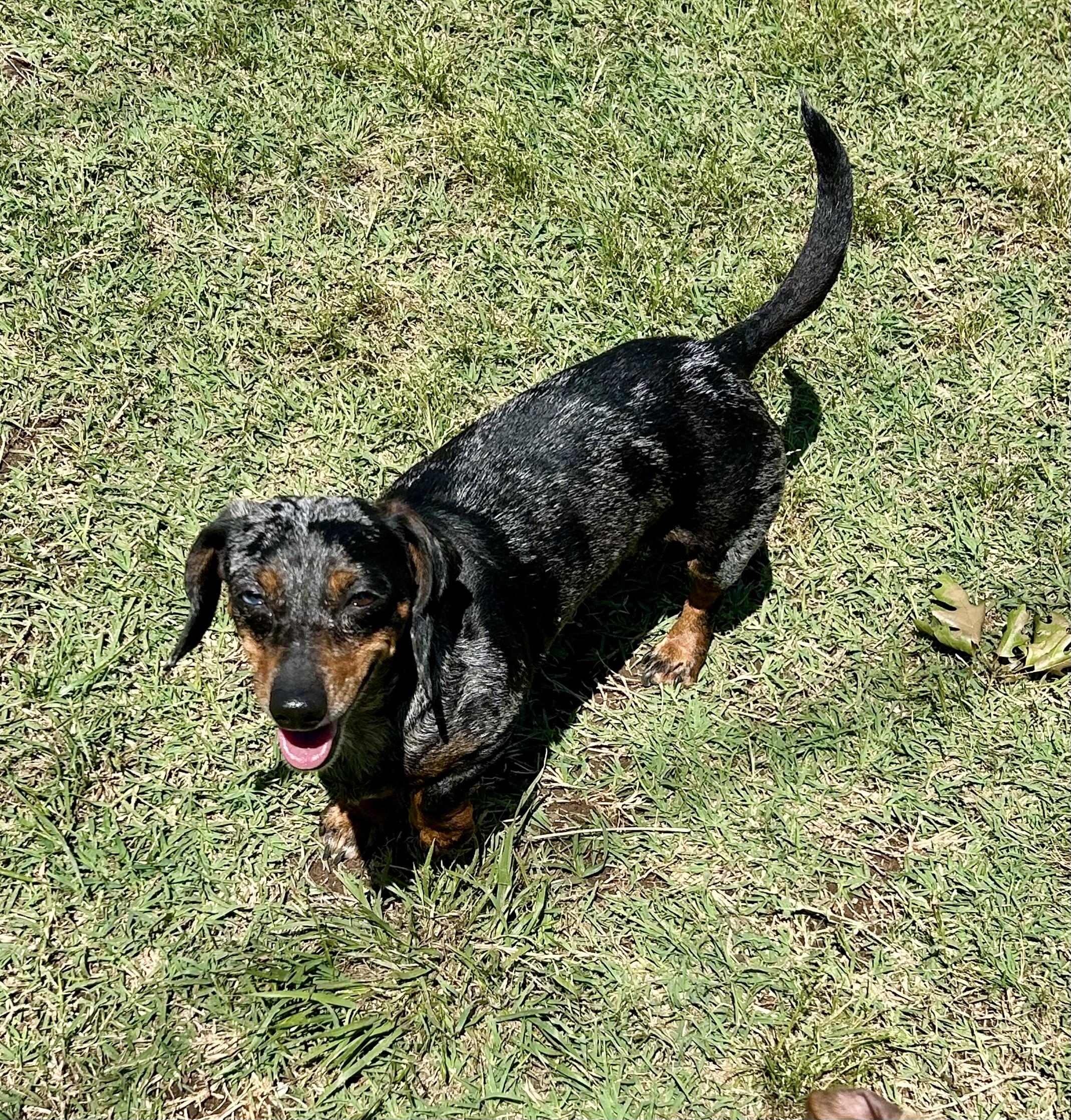 Sparkles, ADOPTABLE, Adult Female Miniature Dachshund.