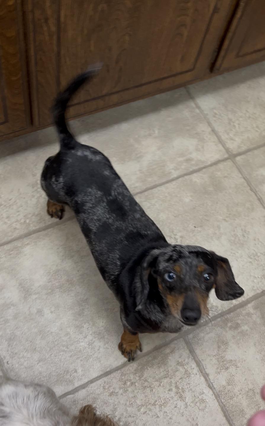 Sparkles, a ADOPTABLE Miniature Dachshund in Chickasha, OK image 2/4