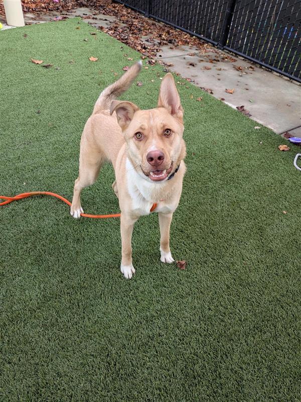 Enlarge Derek Hostetler, a Adoptable Siberian Husky in Elk Grove, CA image 1/3