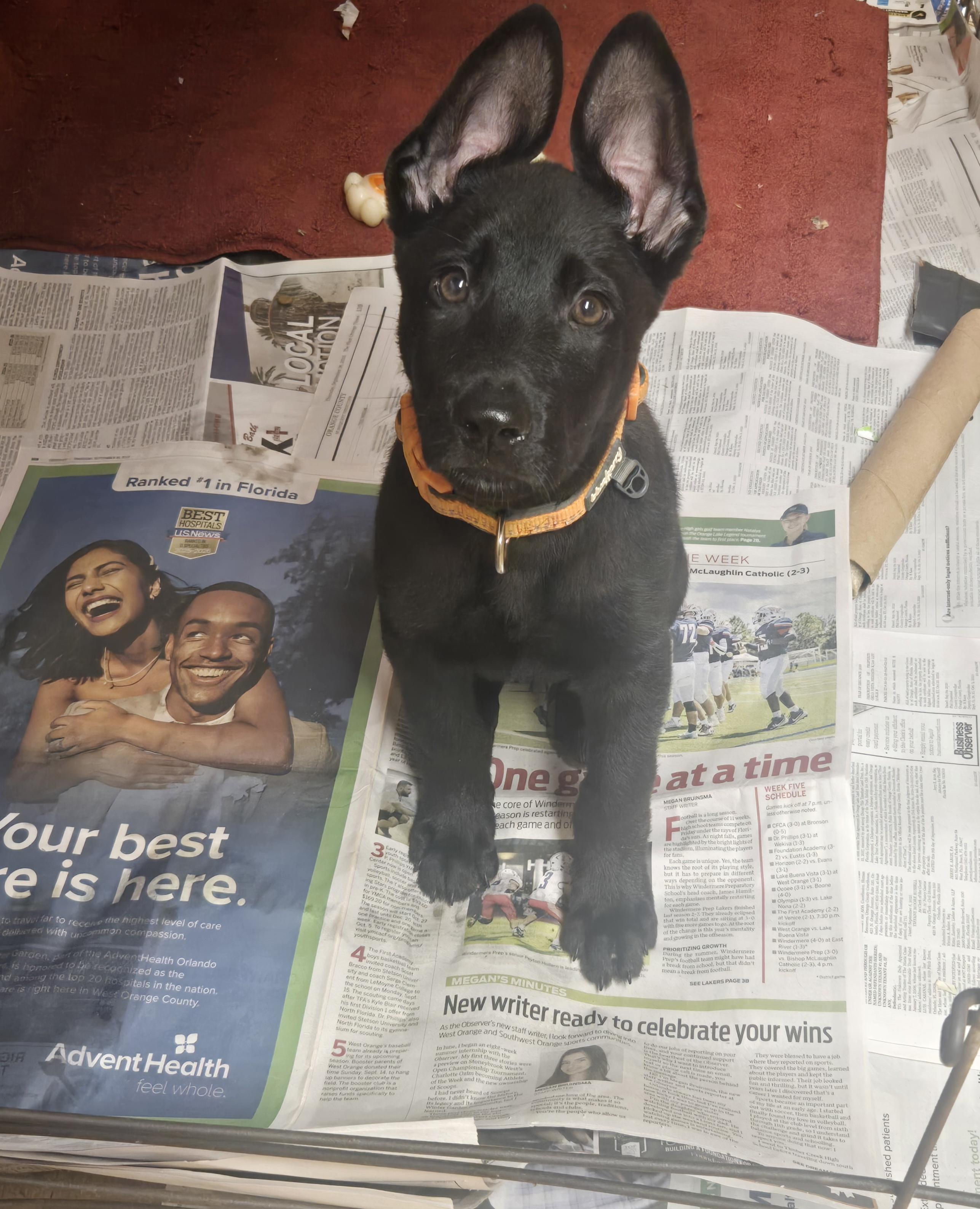 Enlarge Jardiance, a Adoptable mixed breed in Orlando, FL image 5/6