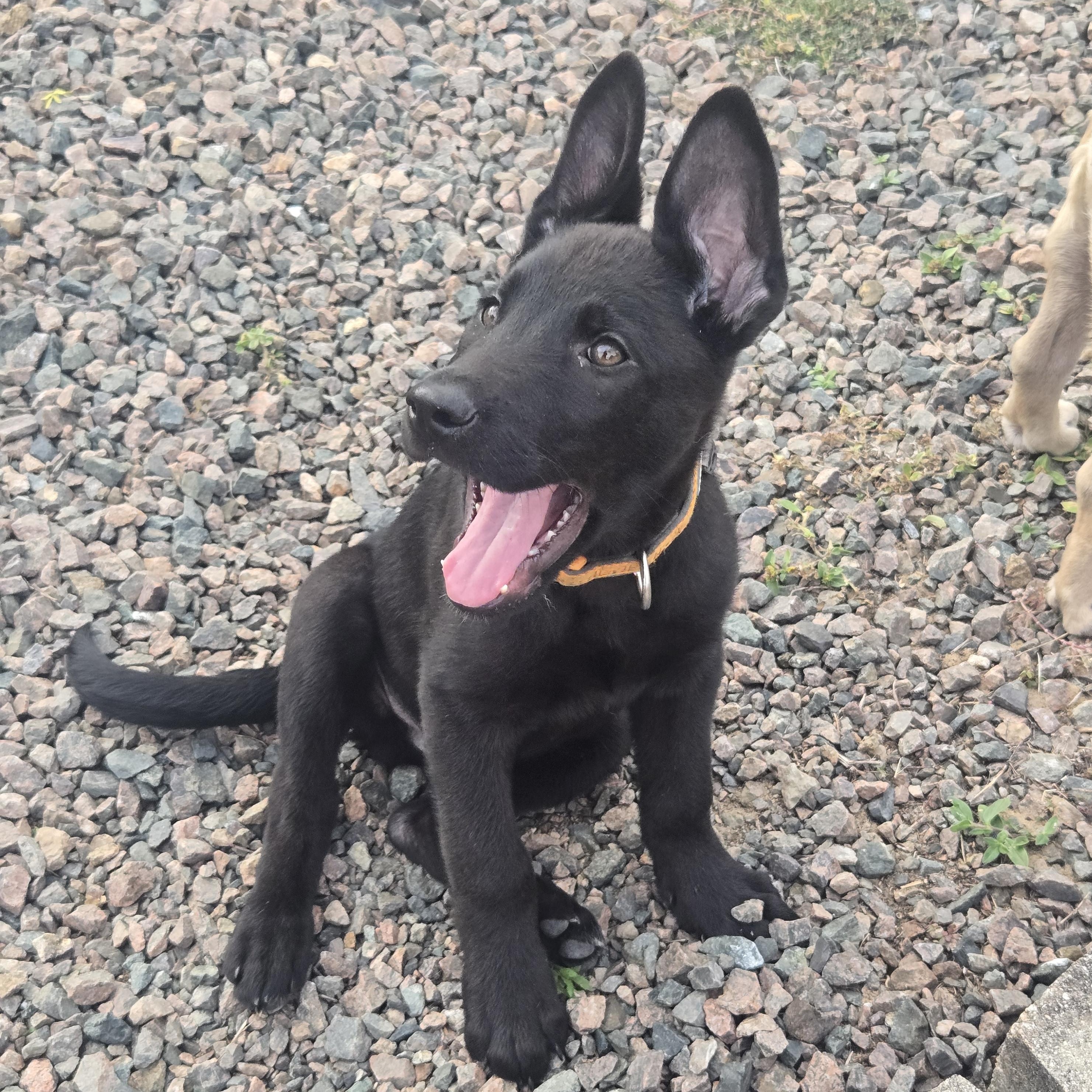 Enlarge Jardiance, a Adoptable mixed breed in Orlando, FL image 1/6