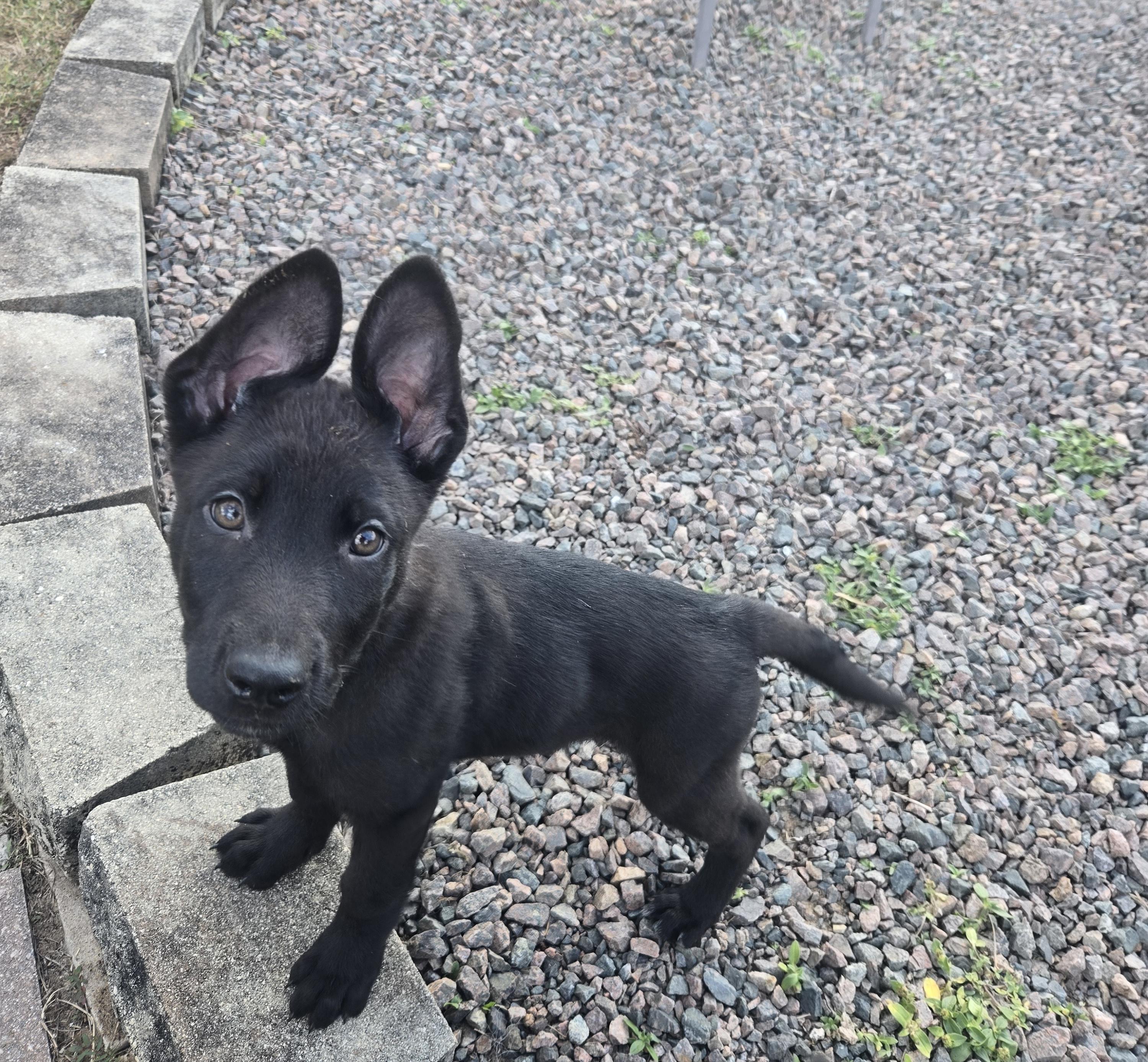 Enlarge Jardiance, a Adoptable mixed breed in Orlando, FL image 6/6