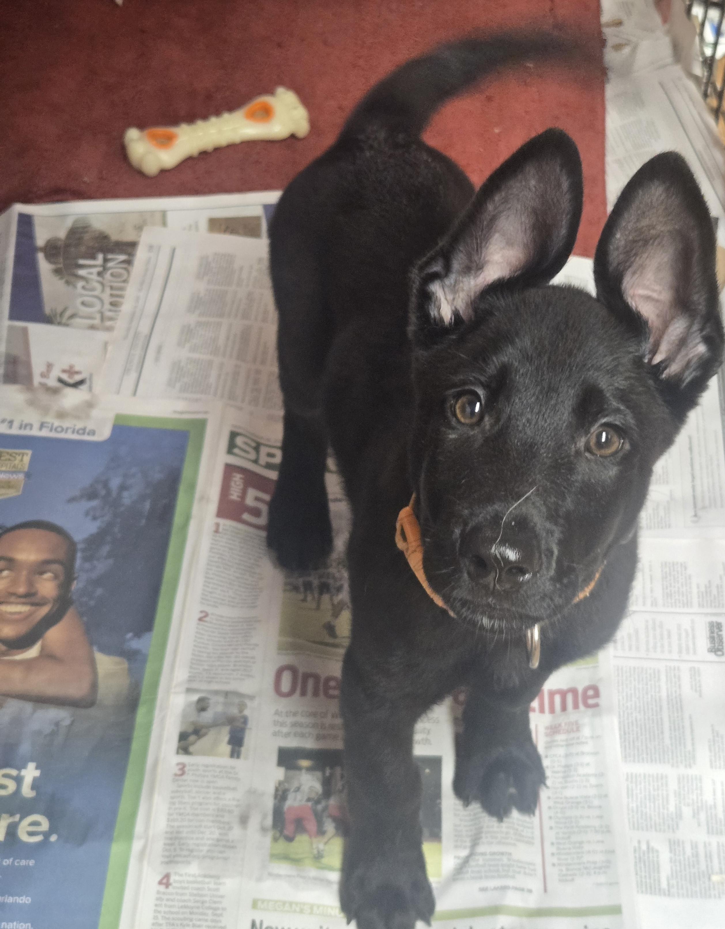 Jardiance, Adoptable, Puppy Male German Shepherd Dog.