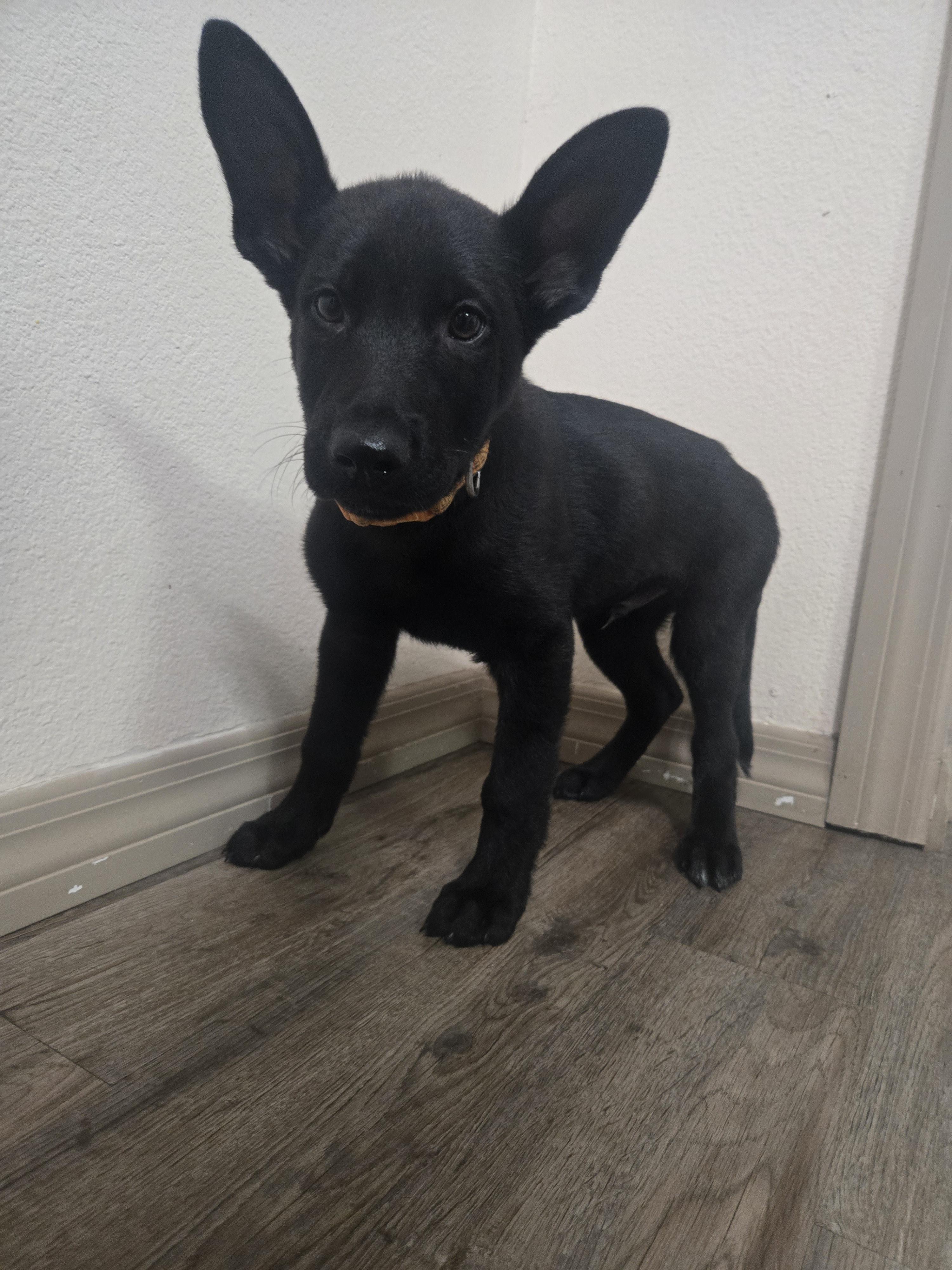 Enlarge Jardiance, a Adoptable mixed breed in Orlando, FL image 4/6