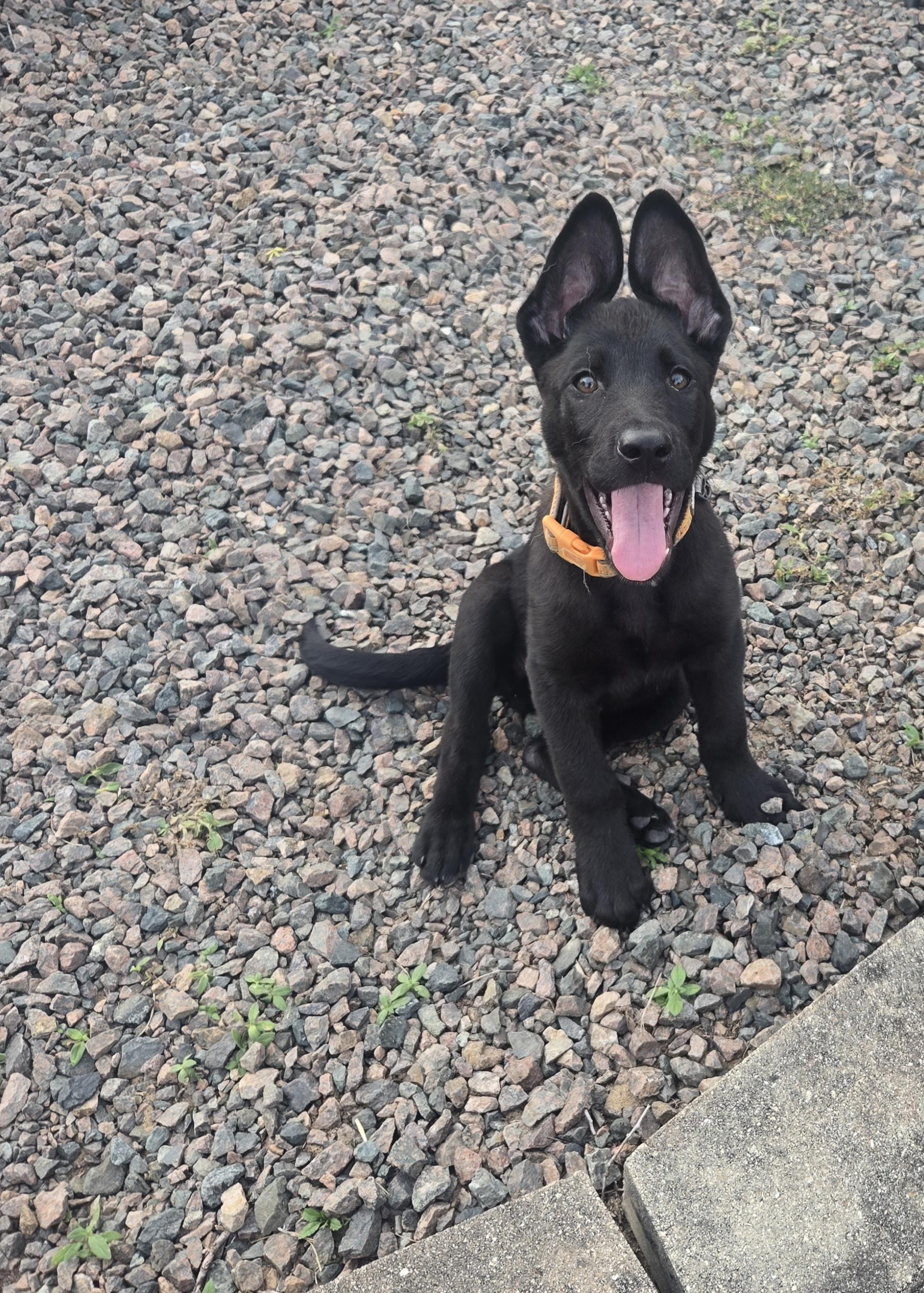 Enlarge Jardiance, a Adoptable mixed breed in Orlando, FL image 3/6