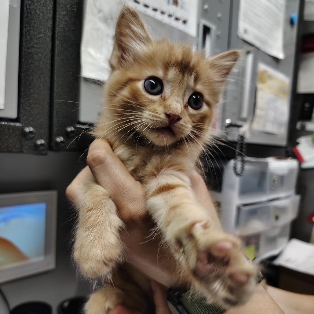 Boaz, a Adoptable Domestic Short Hair in Springtown, TX image 1/5