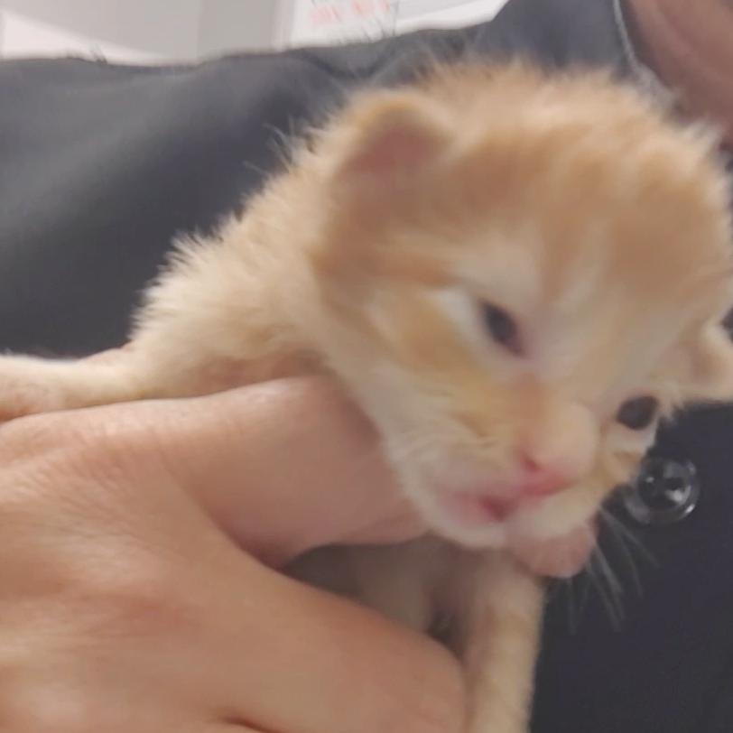 Boaz, a Adoptable Domestic Short Hair in Springtown, TX image 3/5
