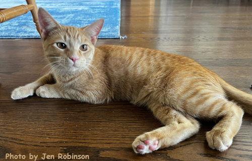 Enlarge Hiccup, a Adopted mixed breed in Oak Ridge, TN image 1/3