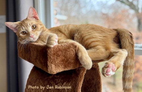 Enlarge Hiccup, a Adopted mixed breed in Oak Ridge, TN image 2/3