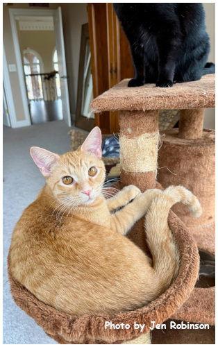 Enlarge Hiccup, a Adopted mixed breed in Oak Ridge, TN image 3/3