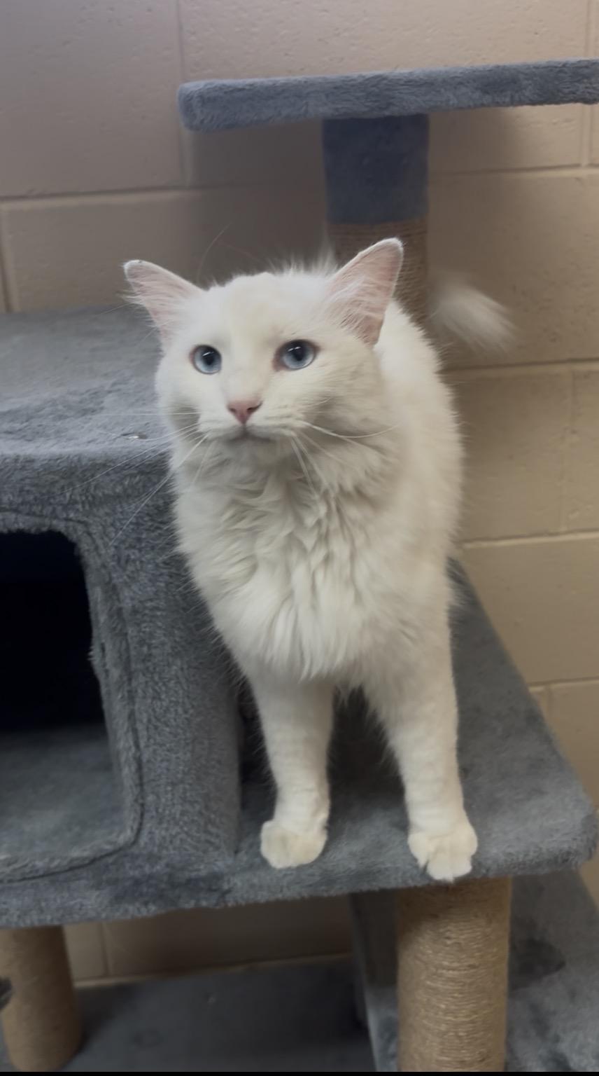 Enlarge Poro, an adopted Domestic Medium Hair in Washington, UT image 2/4