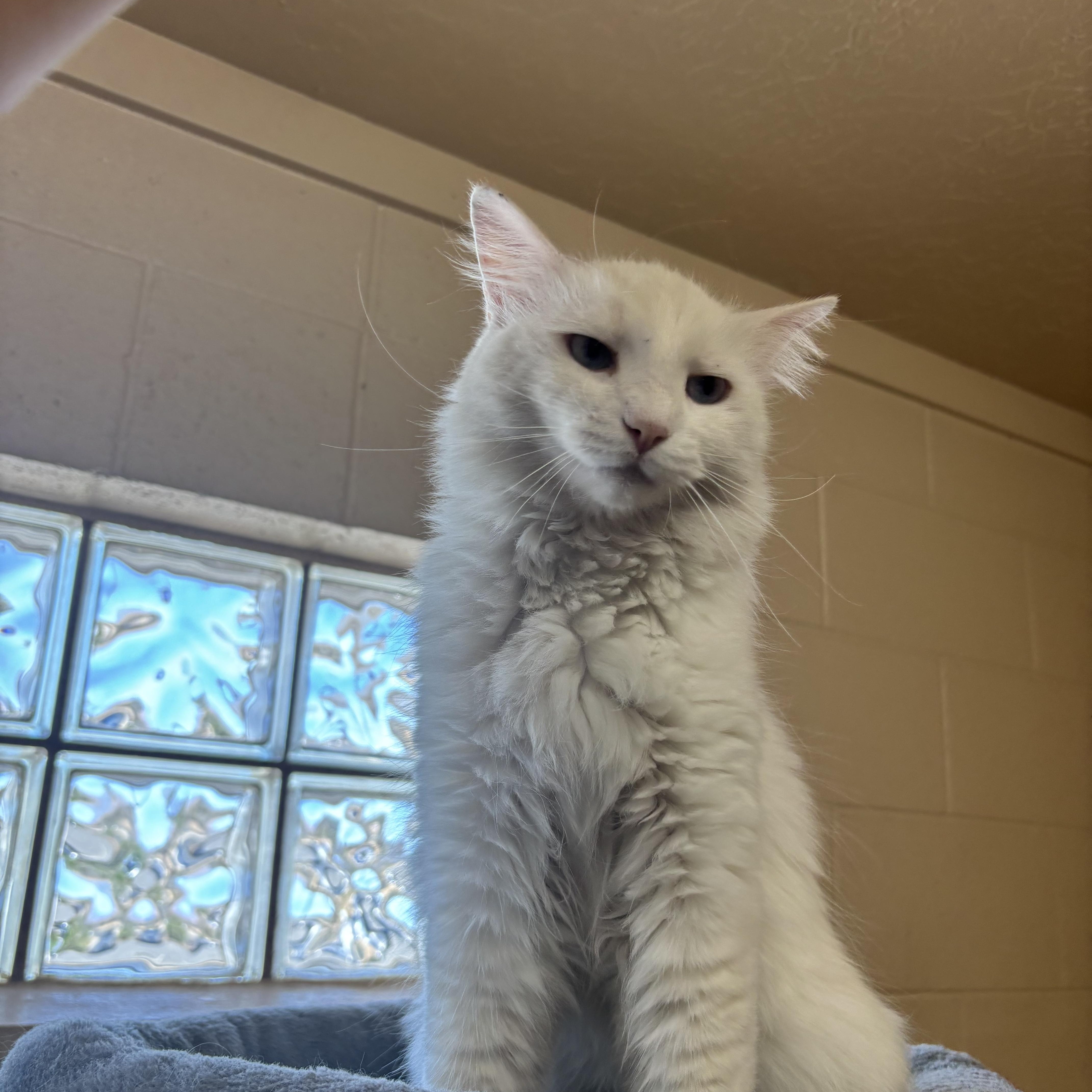 Enlarge Poro, an adopted Domestic Medium Hair in Washington, UT image 3/4