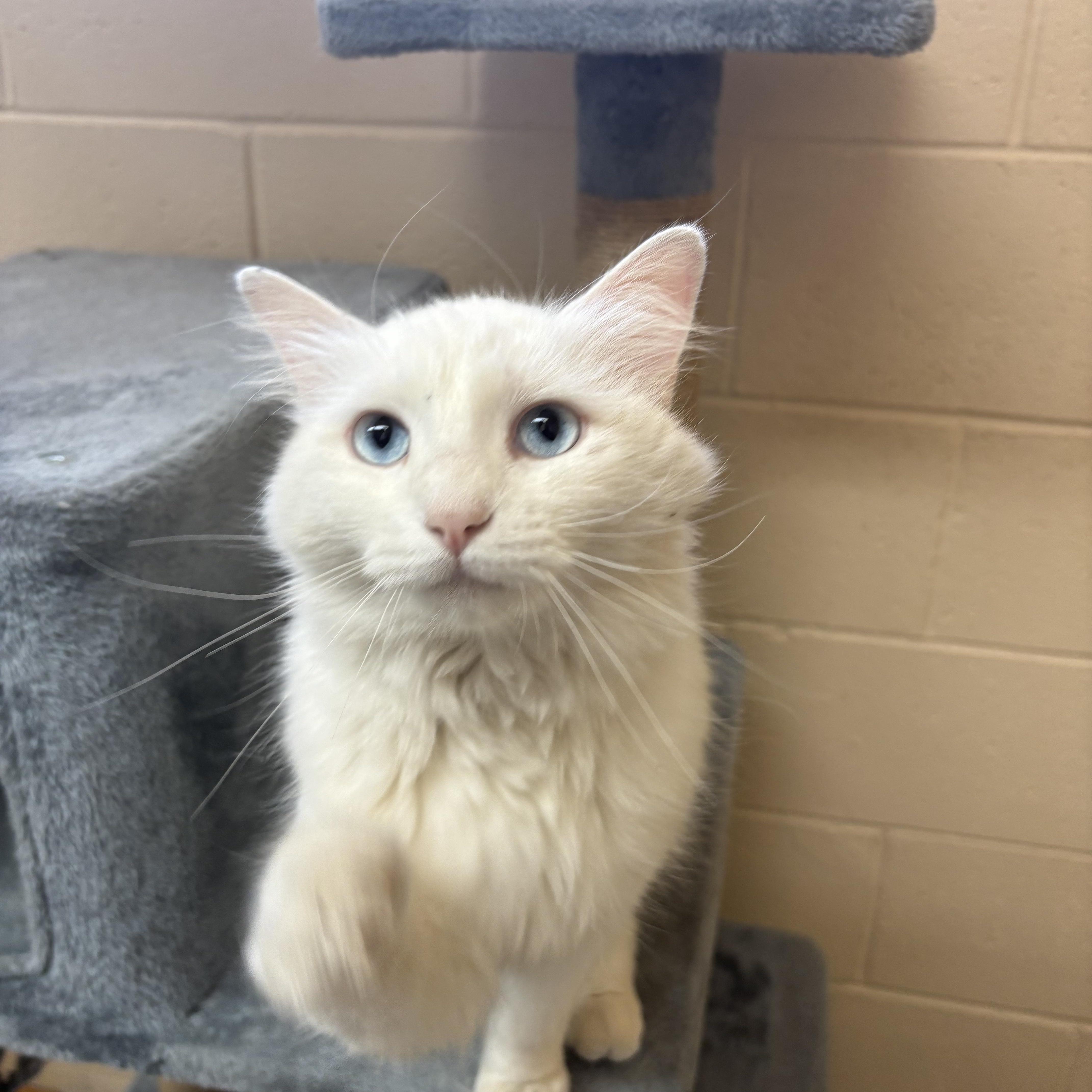 Enlarge Poro, an adopted Domestic Medium Hair in Washington, UT image 4/4