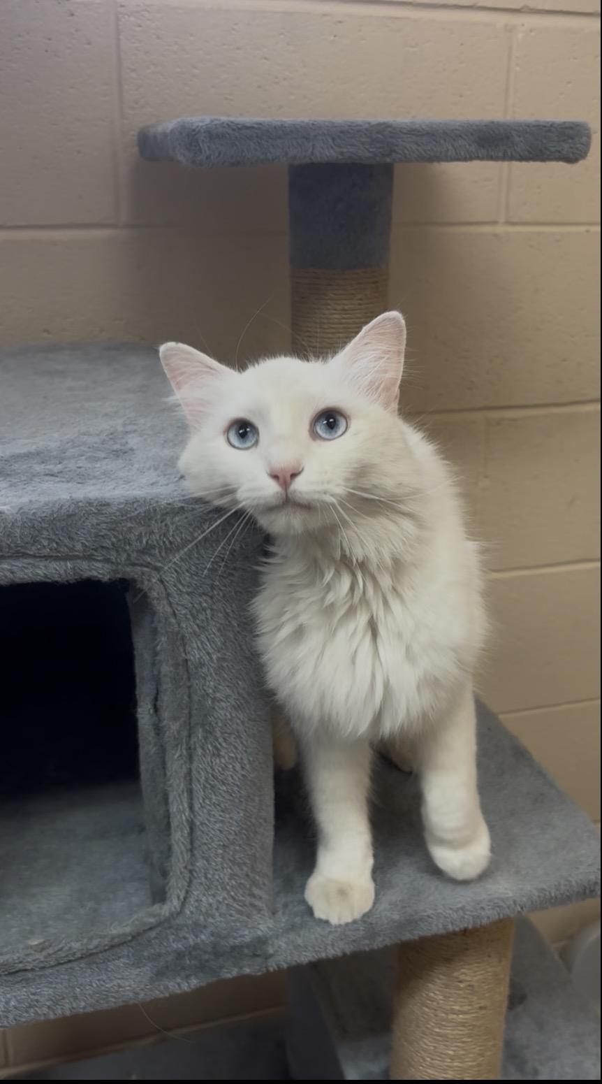 Poro, adopted, Young Female Domestic Medium Hair.