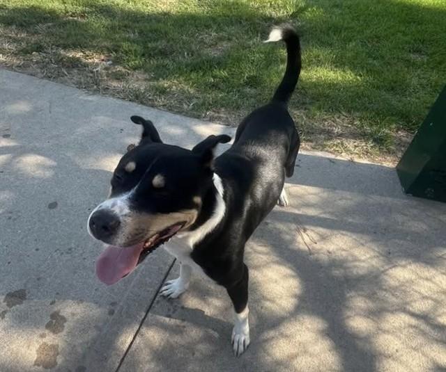 MAX, Adoptable, Adult Male Rottweiler & Mixed Breed.