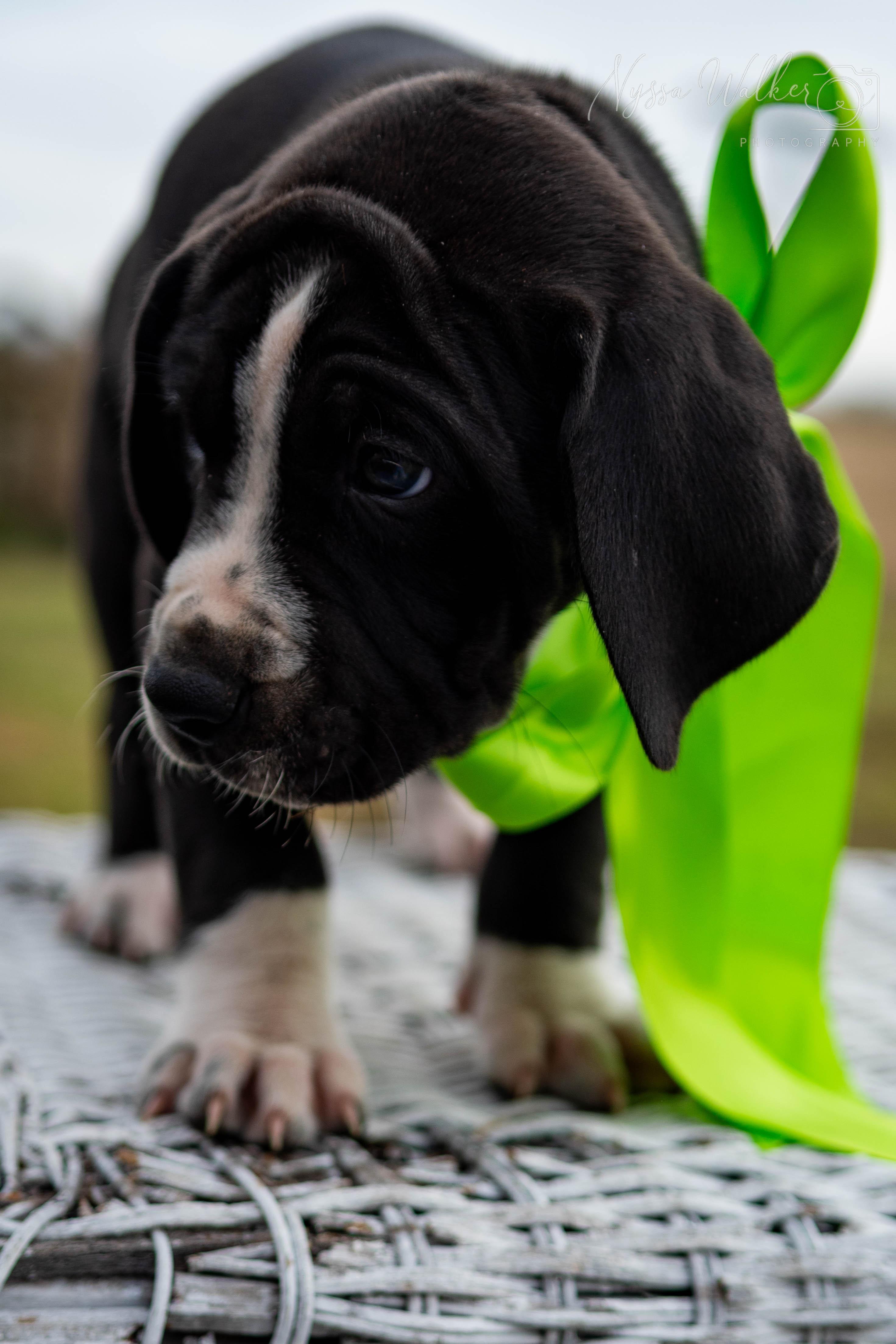 Enlarge Spruce (Male), a Adoptable English Coonhound in TULSA, OK image 2/6