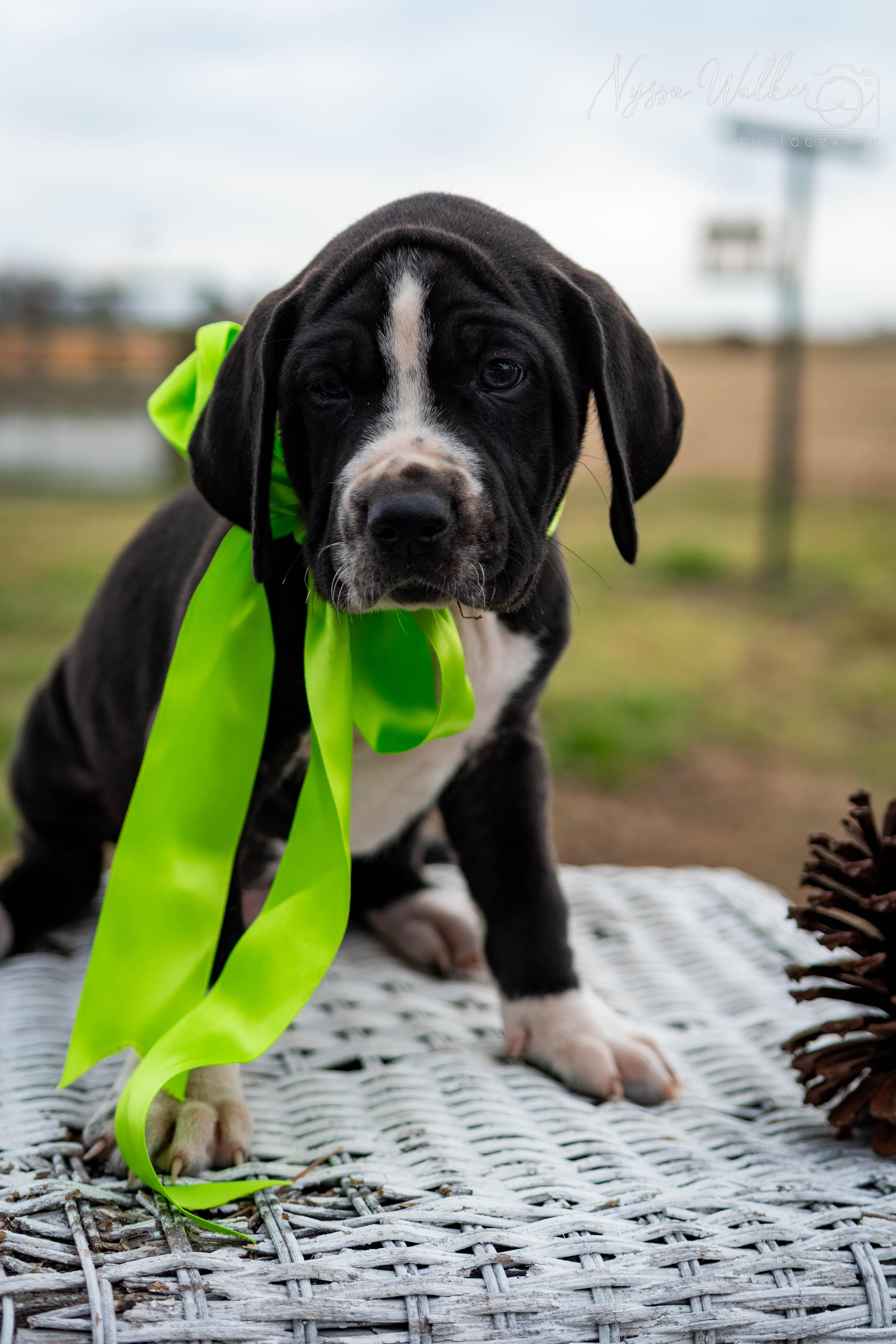 Enlarge Spruce (Male), a Adoptable English Coonhound in TULSA, OK image 4/6