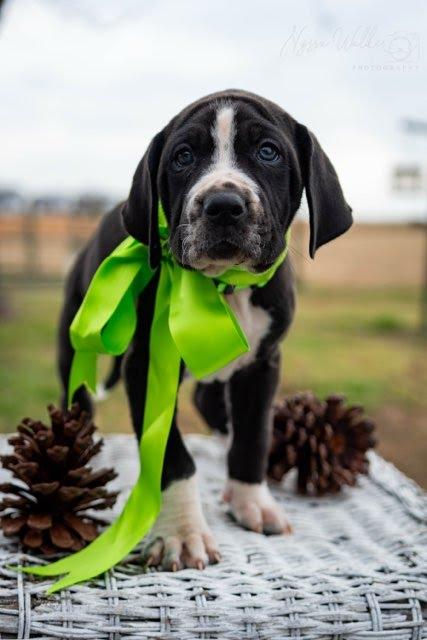 Enlarge Spruce (Male), a Adoptable English Coonhound in TULSA, OK image 1/6