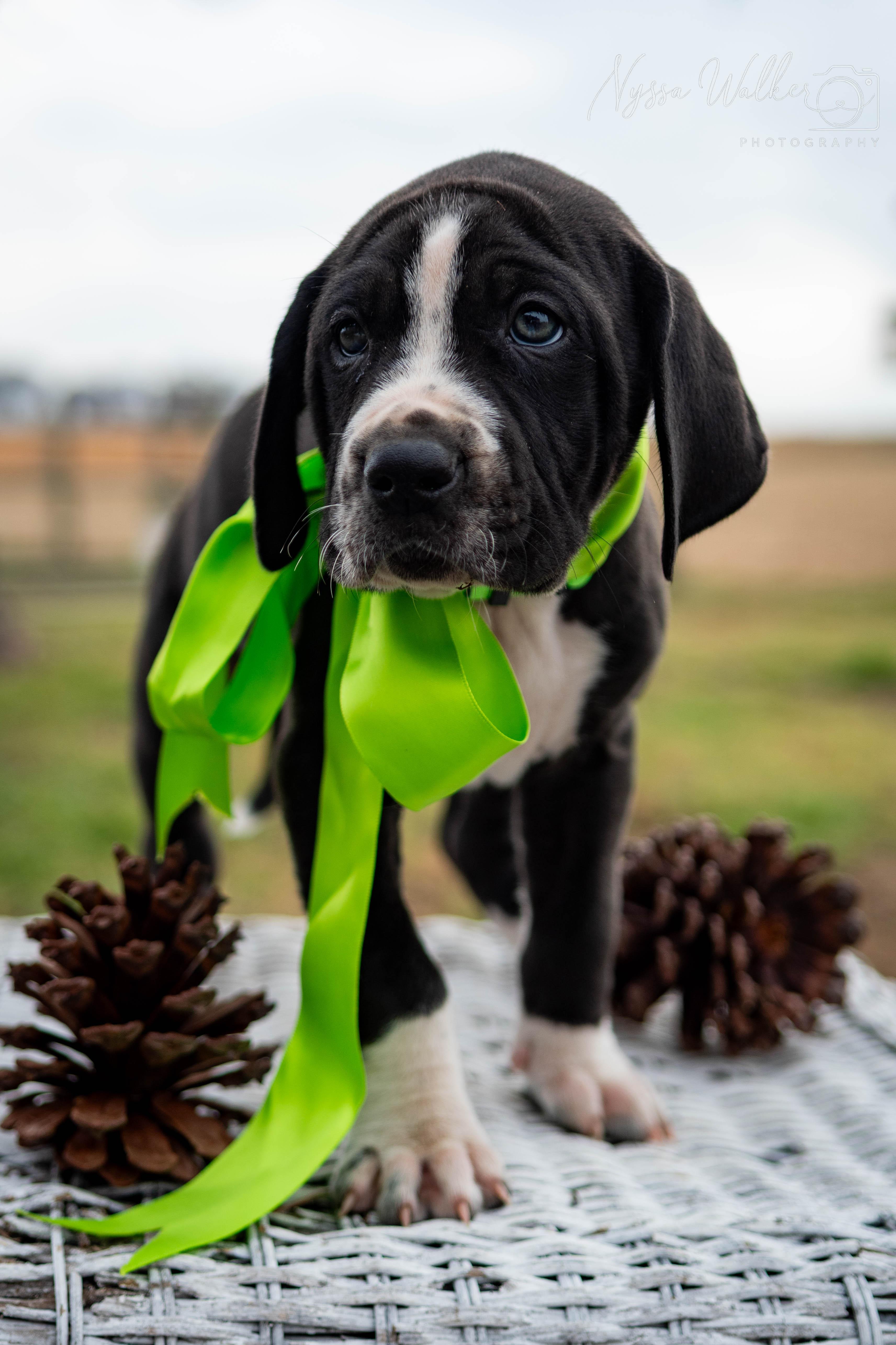 Enlarge Spruce (Male), a Adoptable English Coonhound in TULSA, OK image 5/6