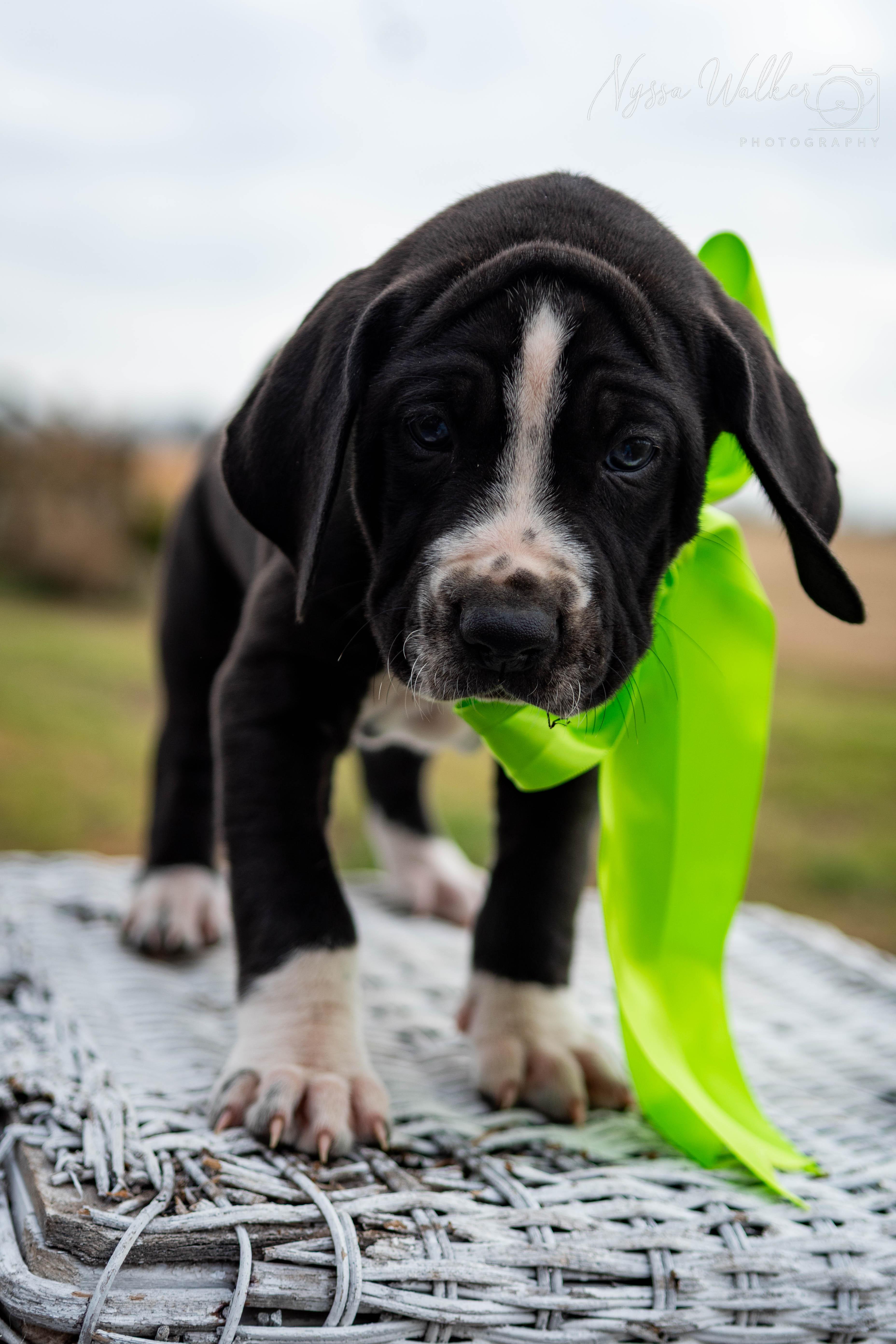 Enlarge Spruce (Male), a Adoptable English Coonhound in TULSA, OK image 3/6