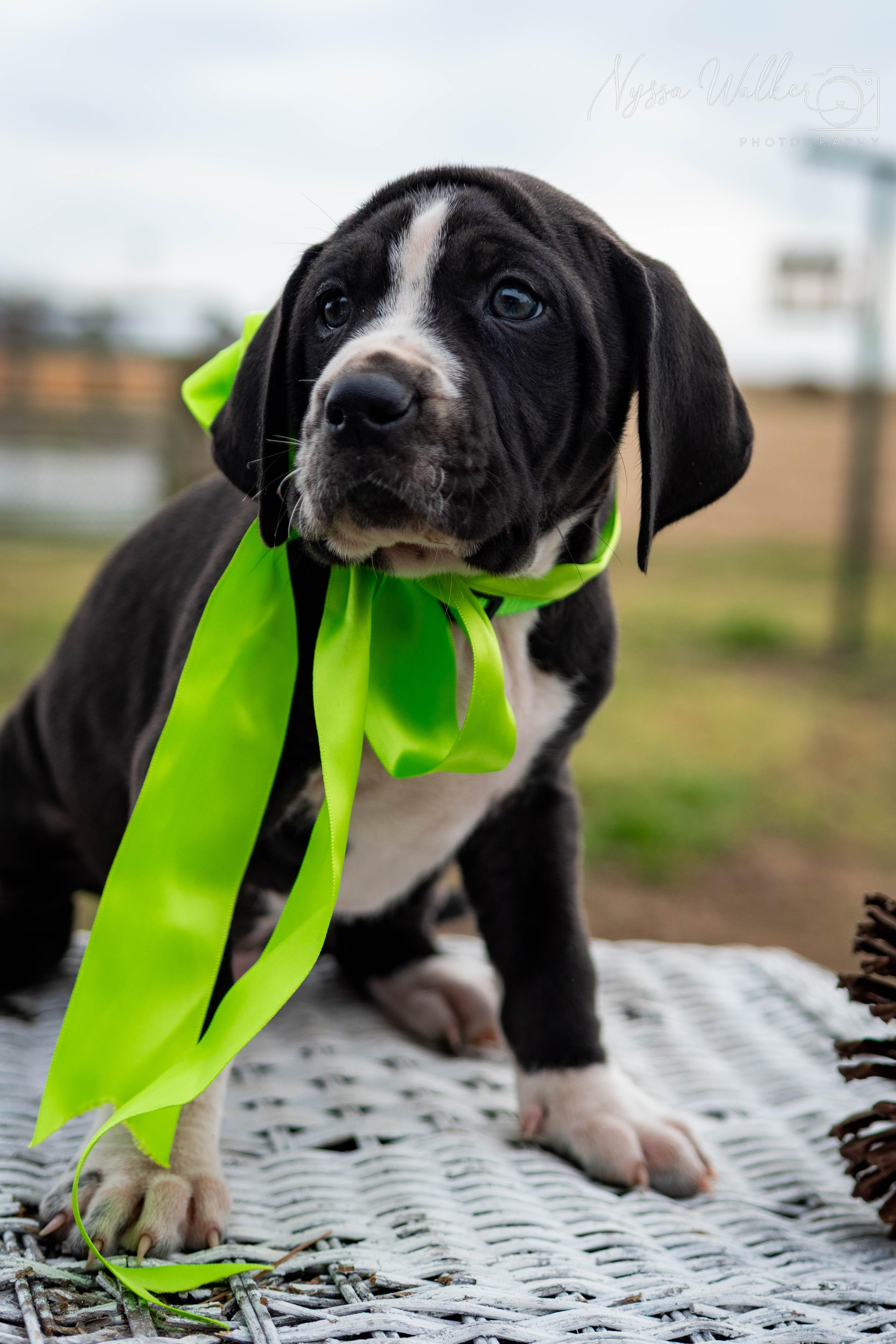 Enlarge Spruce (Male), a Adoptable English Coonhound in TULSA, OK image 6/6