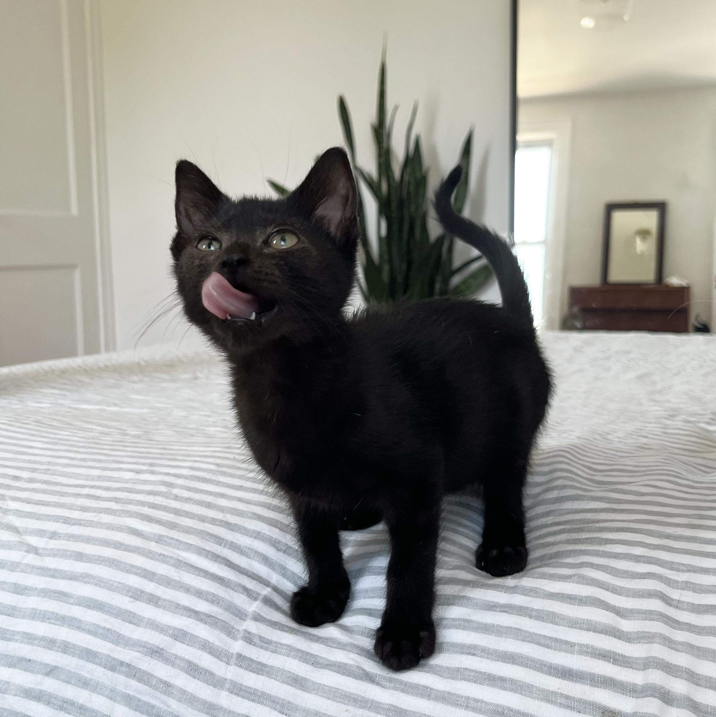 Hoodwink, Baby Female Domestic Short Hair