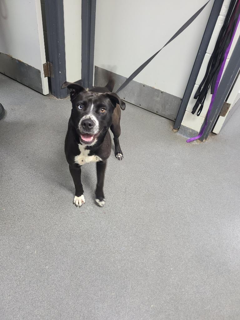 D185-26, Adoptable, Adult Female Mixed Breed.